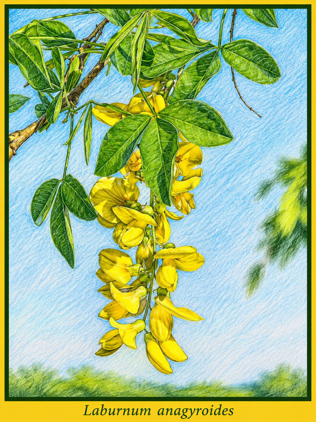 laburnum-anagyroides picture.png
